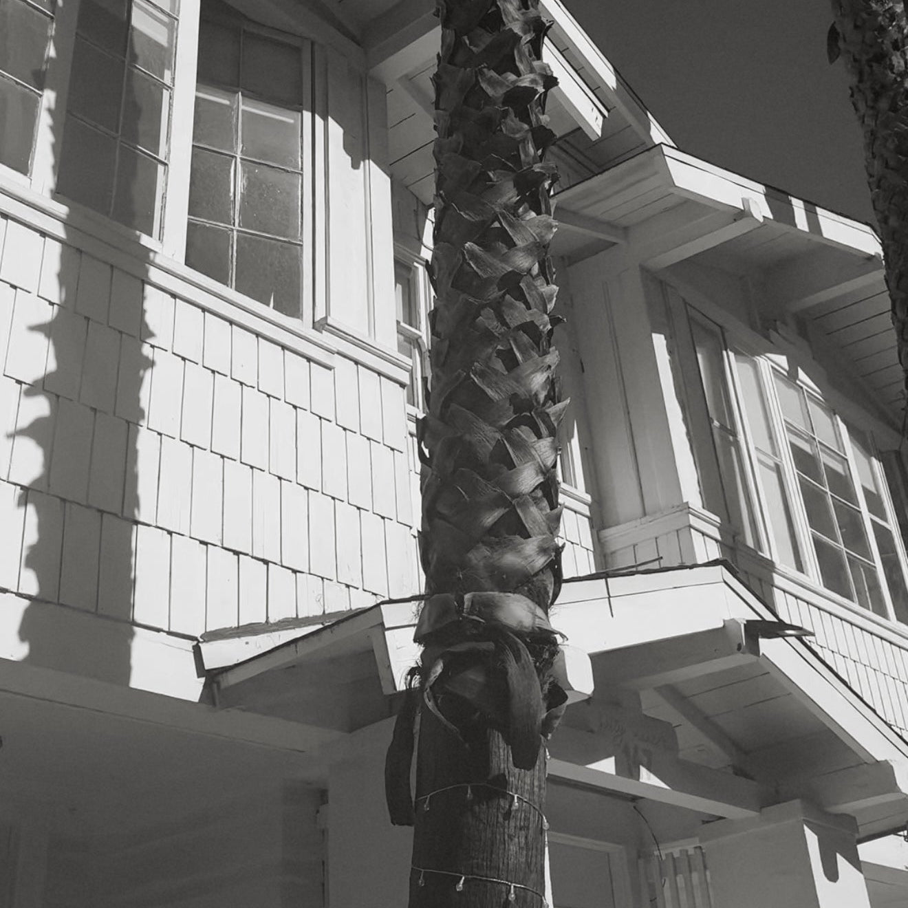 Black and white photo of a textured palm tree trunk in front of a shingled house with multiple windows.