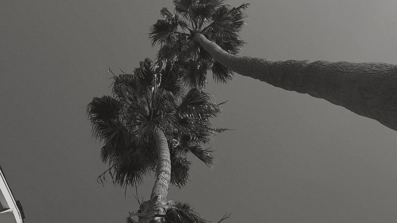 Two tall palm trees with textured trunks and leafy fronds against a clear sky, in black and white.
